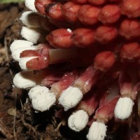 Balanophora fungosa J.R.Forst. & G.Forst.